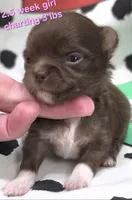 AKC LONGCOAT CHIHUAHUA PINK GIRL , a female Chihuahua for sale in Canton, TX – 7 of 10