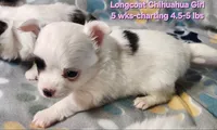 AKC Longcoat Chihuahua Girl , a female Chihuahua for sale in Canton, TX – Photo 3 of 8