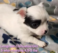AKC Longcoat Chihuahua Girl , a female Chihuahua for sale in Canton, TX – Photo 6 of 8