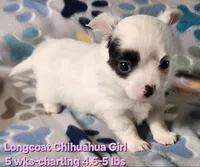 AKC Longcoat Chihuahua Girl , a female Chihuahua for sale in Canton, TX – Photo 4 of 8