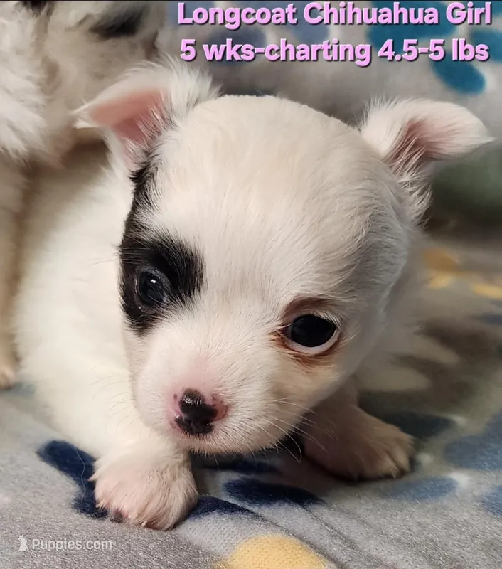 AKC Longcoat Chihuahua Girl  – Chihuahua puppy for sale in Canton, TX