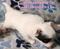 AKC Longcoat Chihuahua Girl , a female Chihuahua for sale in Canton, TX – Photo 2 of 8