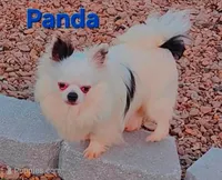 AKC Longcoat Chihuahua Girl , a female Chihuahua for sale in Canton, TX – Photo 8 of 8