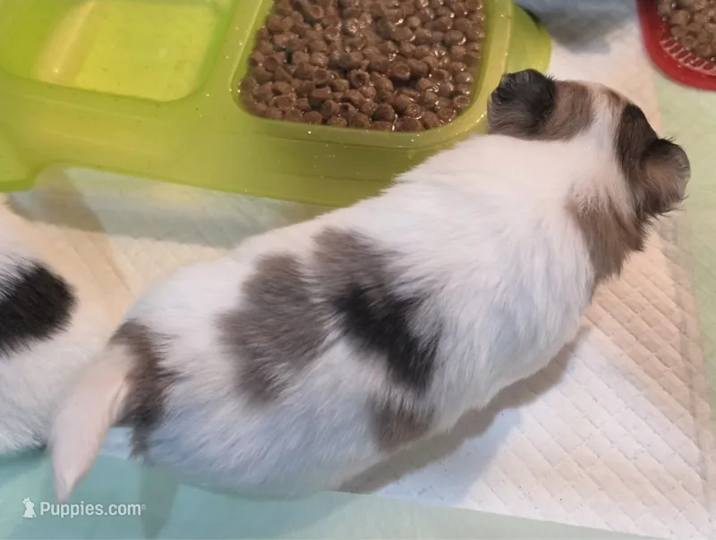 AKC Longcoat Boy  – Chihuahua puppy for sale in Canton, TX