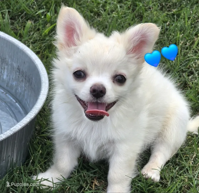 AKC Longcoat Chihuahua Boy – Chihuahua puppy for sale in Canton, TX
