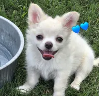 AKC Longcoat Chihuahua Boy, a male Chihuahua for sale in Canton, TX – 1 of 8