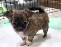 AKC Longcoat Chihuahua Girl , a female Chihuahua for sale in Canton, TX – 7 of 10