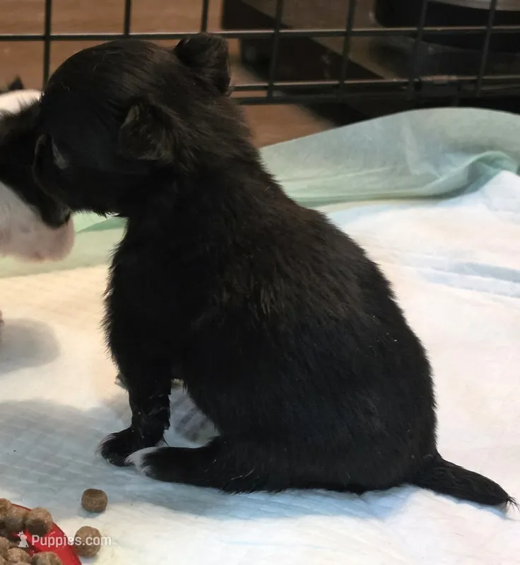 AKC Longcoat Black Boy – Chihuahua puppy for sale in Canton, TX