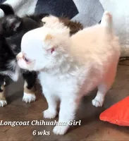 AKC Longcoat Thelma's Girl, a female Chihuahua for sale in Canton, TX – 7 of 10