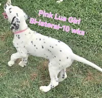 Dalmatian Pink Girl, Lua, a female Dalmatian for sale in Canton, TX – 3 of 10