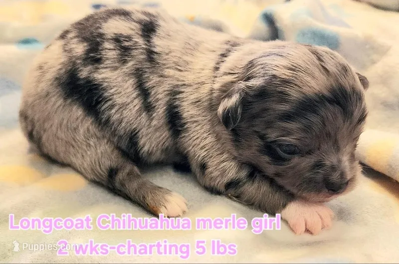 AKC Longcoat Chihuahua merle girl – Chihuahua puppy on hold in Canton, TX