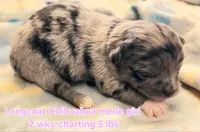 AKC Longcoat Chihuahua merle girl, a female Chihuahua for sale in Canton, TX – Photo 1 of 10