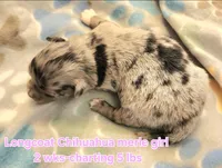 AKC Longcoat Chihuahua merle girl, a female Chihuahua for sale in Canton, TX – Photo 4 of 10