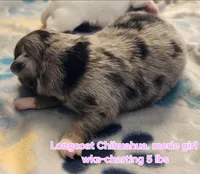 AKC Longcoat Chihuahua merle girl, a female Chihuahua for sale in Canton, TX – Photo 2 of 10