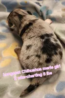 AKC Longcoat Chihuahua merle girl, a female Chihuahua for sale in Canton, TX – Photo 3 of 10