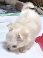 AKC Longcoat Chihuahua Boy, a male Chihuahua for sale in Canton, TX – 5 of 10