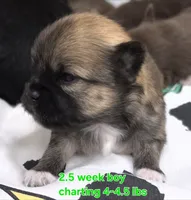 AKC LONGCOAT CHIHUAHUA GREEN BOY, a male Chihuahua for sale in Canton, TX – 4 of 8