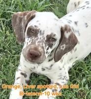 Dalmatian Orange Liver spotted Girl, Lua , a female Dalmatian for sale in Canton, TX – 1 of 10