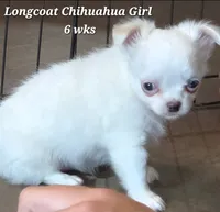 AKC Longcoat Thelma's Girl, a female Chihuahua for sale in Canton, TX – 8 of 10
