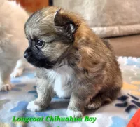 Akc Longcoat chihuahua boy , a male Chihuahua for sale in Canton, TX – 7 of 9