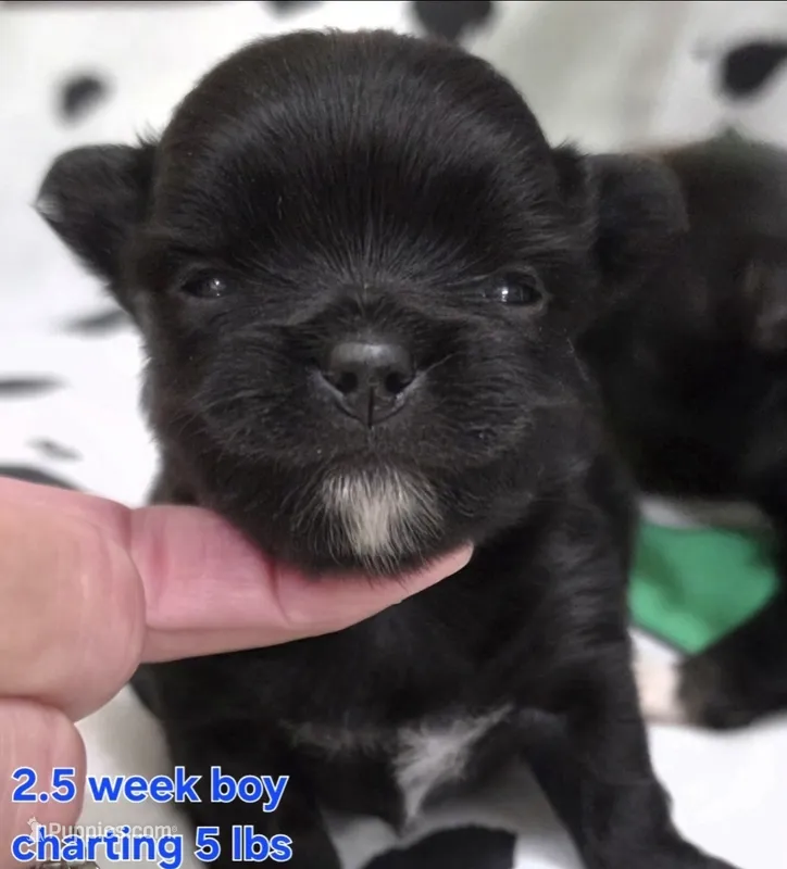 AKC Longcoat Chihuahua Blue Boy – Chihuahua puppy for sale in Canton, TX