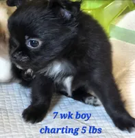 AKC Longcoat Chihuahua Boy , a male Chihuahua for sale in Canton, TX – 6 of 10