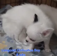 AKC Longcoat Chihuahua white boy, a male Chihuahua for sale in Canton, TX – 7 of 10
