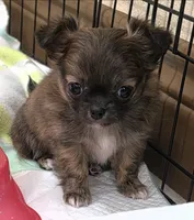 AKC Longcoat Chihuahua Girl , a female Chihuahua for sale in Canton, TX – 7 of 10