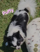 AKC LONGCOAT CHIHUAHUA GREEN BOY, a male Chihuahua for sale in Canton, TX – 9 of 10