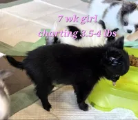 AKC Longcoat Chihuahua Girl , a female Chihuahua for sale in Canton, TX – 6 of 8