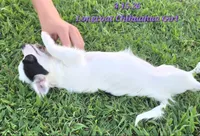 AKC Longcoat Chihuahua Girl , a female Chihuahua for sale in Canton, TX – 3 of 10