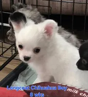AKC Longcoat Chihuahua white boy, a male Chihuahua for sale in Canton, TX – 2 of 10