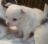 AKC Longcoat Chihuahua Boy , a male Chihuahua for sale in Canton, TX – 5 of 9