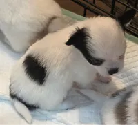 AKC Longcoat Chihuahua Girl , a female Chihuahua for sale in Canton, TX – 6 of 10