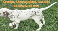 Dalmatian Orange Liver spotted Girl, Lua , a female Dalmatian for sale in Canton, TX – 8 of 10