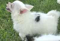 AKC Longcoat Chihuahua Girl , a female Chihuahua for sale in Canton, TX – 5 of 10