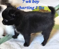 AKC Longcoat Chihuahua Boy , a male Chihuahua for sale in Canton, TX – 8 of 10