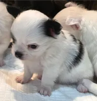 AKC Longcoat Chihuahua Girl , a female Chihuahua for sale in Canton, TX – 2 of 10
