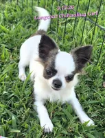 AKC Longcoat Girl Chihuahua , a female Chihuahua for sale in Canton, TX – 2 of 10