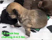 AKC LONGCOAT CHIHUAHUA GREEN BOY, a male Chihuahua for sale in Canton, TX – 7 of 8