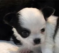 AKC Longcoat Chihuahua Girl , a female Chihuahua for sale in Canton, TX – 8 of 10