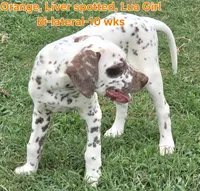 Dalmatian Orange Liver spotted Girl, Lua , a female Dalmatian for sale in Canton, TX – 3 of 10