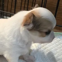 AKC Longcoat Chihuahua Boy , a male Chihuahua for sale in Canton, TX – 7 of 10