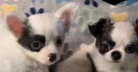 AKC Longcoat Chihuahua Girl , a female Chihuahua for sale in Canton, TX – 6 of 10