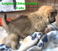 AKC LONGCOAT CHIHUAHUA GREEN BOY, a male Chihuahua for sale in Canton, TX – 7 of 10
