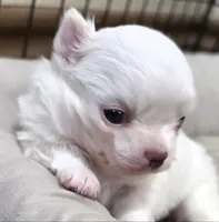 AKC Longcoat Thelma's Girl, a female Chihuahua for sale in Canton, TX – 4 of 10