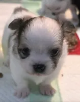 AKC Longcoat Boy , a male Chihuahua for sale in Canton, TX – 3 of 10