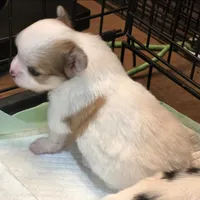 AKC Longcoat Chihuahua Boy , a male Chihuahua for sale in Canton, TX – 8 of 10