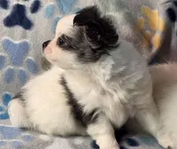 AKC Longcoat Girl Chihuahua , a female Chihuahua for sale in Canton, TX – 3 of 10