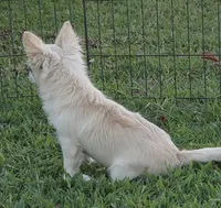 AKC Longcoat Chihuahua Boy, a male Chihuahua for sale in Canton, TX – 5 of 8